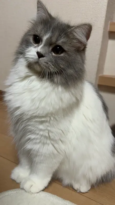 mirichamu